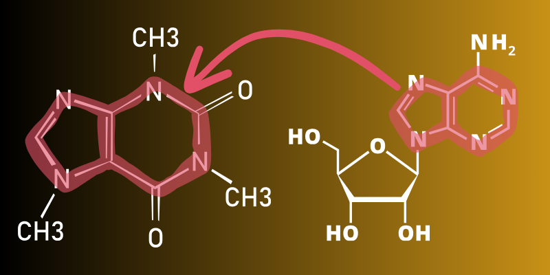 The comparison between the chemical caffeine and adenosine's display formula.